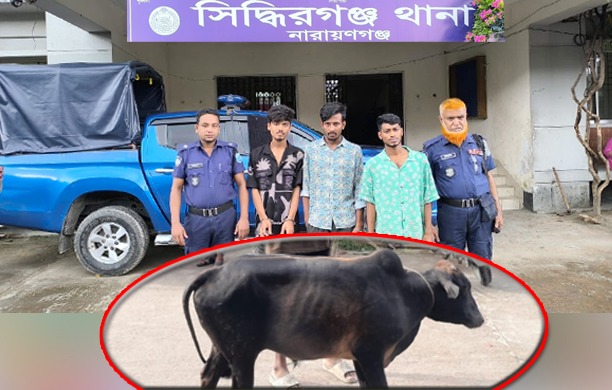সিদ্ধিরগঞ্জ থেকে চুরি হওয়া গরু সোনারগাঁ হতে উদ্ধার; ঘটনার সাথে জড়িত তিন চোর গ্রেফতার
