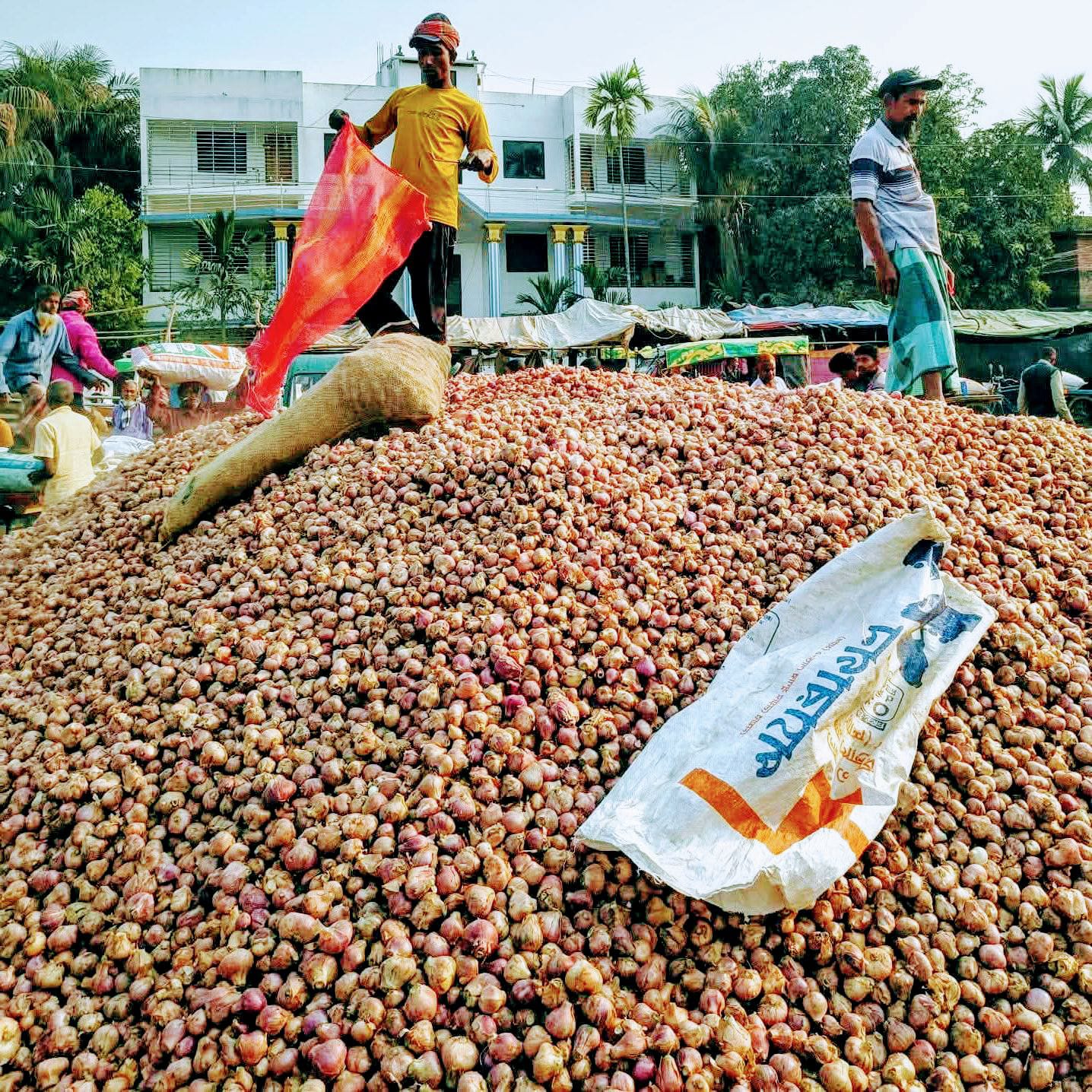 কৃষকের মাথায় হাত- তাহেরপুর পিঁয়াজের মণ ২০০ থেকে ২৬০ টাকা,ইতিহাসে তলানীতে দাম